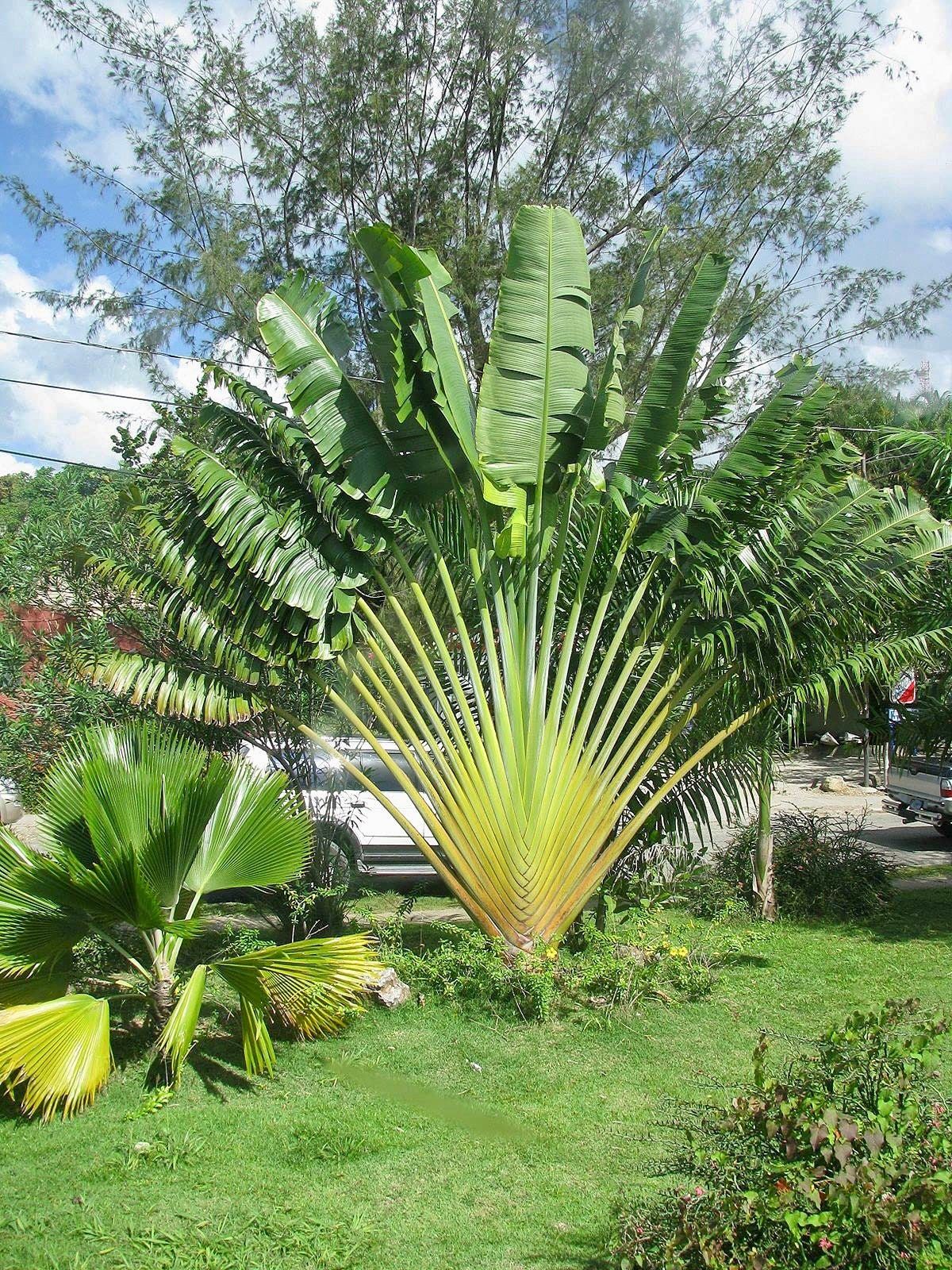 Traveler’s Palm Seeds ~ Ravenala Madagascariensis ~ Unique ~ Rare ~ Palm Tree ~ Exotic ~ Garden ~ Grow Your Own ~ Crop ~ Plant