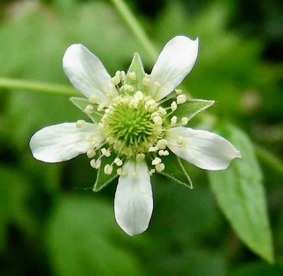 White Avens ~ Geum Canadense ~ Butterflies ~ Bumblebees ~ Garden ~ Flowers ~ Spring ~ Bloom