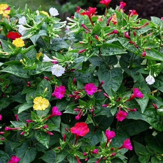 Mixed Marvel of Peru Seeds ~ Mirabilis Jalapa ~ 4 O’Clock Flower ~ Flowers ~ Trumpet ~ Fragrance ~ Vanilla