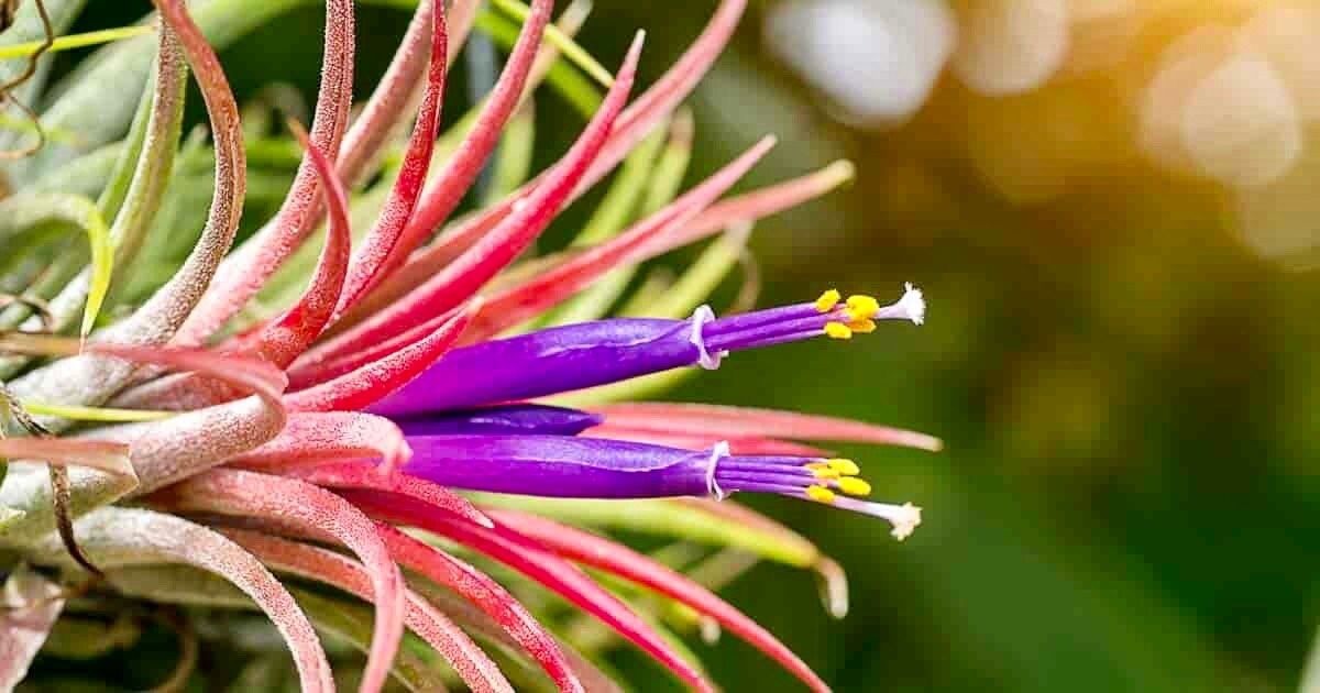 air plant with pink and purple flower Air Plant Tillandsia Lonantha Seeds ~ Sky Plant ~ Shy Plant ~ Cool Pla – Your Plant Bitch