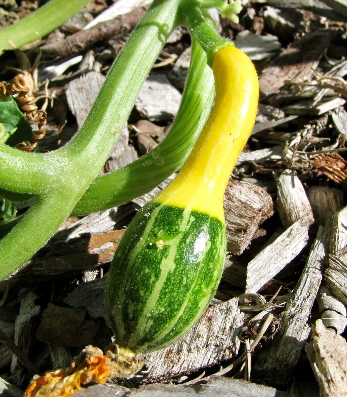 Decorative Mix Gourd Seeds ~ Grow Your Own ~ Crafts ~ Autumn