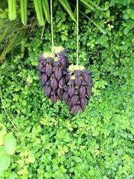 Rare Black Jade Vine Seeds ~ Mucuna Benettii ~ Mucuna Bennettii ~ Mucuna Warburgii ~ Mucuna Albertisii ~ Mucuna ~ Heirloom ~ Exotic