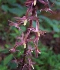 Crane-Fly Orchid Seeds ~ Tipularia Discolor ~ The Crippled Cranefly ~ Orchids ~ Usual Flowers ~ Exotic Flower