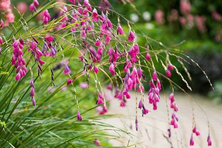 Dierama Species Mixed Seeds ~ Angel’s Fishing Rod ~ Fairy Wand ~ Wandflower ~ Cool Flowers ~ Rare ~ Wildflowers ~ Heirloom