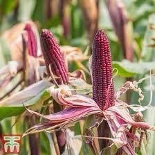 Zea Japonica Variegated Seeds ~ Japanese Corn ~ Ornamental Maize ~ Plants ~ Decorative ~ Decoration ~ Autumn ~ Thanksgiving ~ Exotic ~ Craft