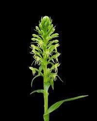 Habenaria Repens Seeds ~ Water-Spider Orchid ~ Orchids ~ Exotic ~ Pretty Flowers ~ Different ~ Orchid