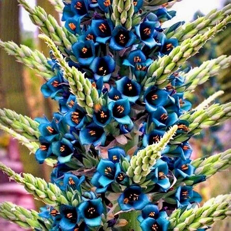 Rare Sapphire Tower Seeds ~ Puya Alpestris ~ Puya Alpestris Gaytic ~ Exotic ~ Beautiful ~ Jade