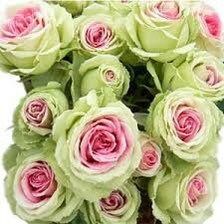 Green and Pink Rose Seeds ~ Flower Bush ~ Perennial Shrub Flowers ~ Roses ~ Fragrance ~ Bouquet ~ Wedding ~ Flowers