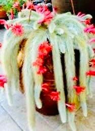 Monkey Tail Cactus Seeds ~ Cacti ~ Grow Your Own ~ Spring Flowers ~ Instead of Flowers ~ Cool Cactus