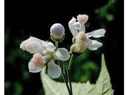 Virginia Fanpetals Seeds ~ Virginia Mallow Ripariosida Hermaphrodita