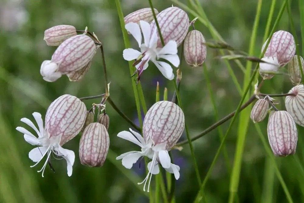 Wild Maidenstears Seeds ~ Bladder Campion ~ Silene Vulgaris ~ Silene Inflata ~ Unique ~ Pretty