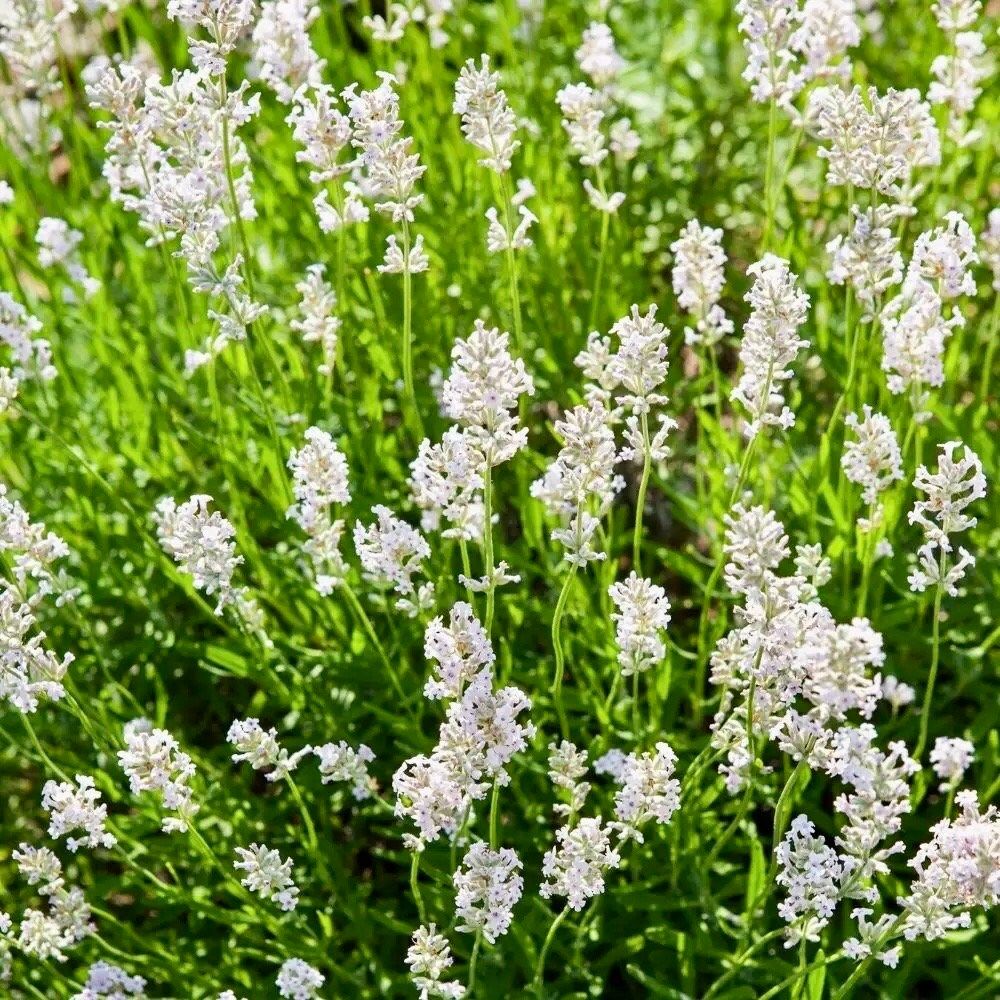 Rare White Lavender ~ Lavendula Ellagance ~ Plants ~ Garden ~ Grow Your Own ~ Spring Flowers ~ Instead of Flowers ~ Died Bouquets