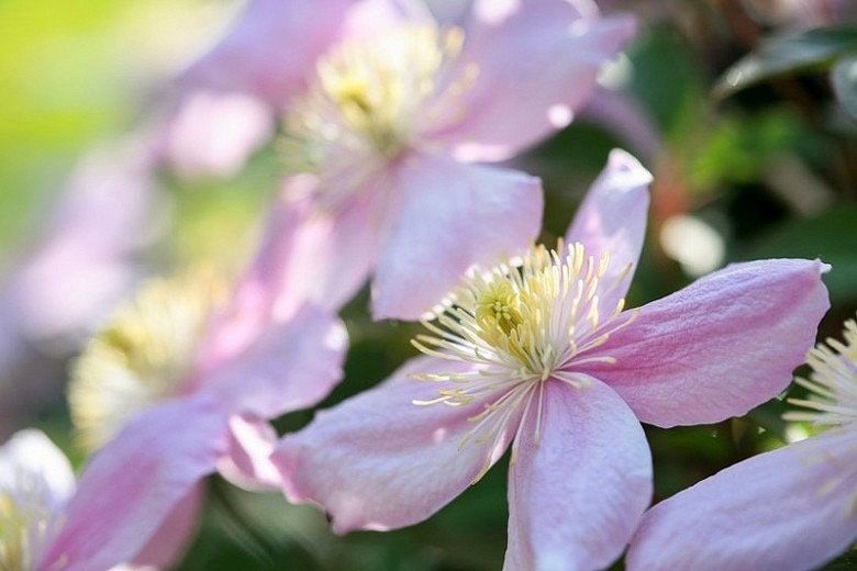 Pink Fragrant Spring Clematis Seeds ~ Montana ~ Fragrance Flowers ~ Vanilla ~ Garden ~ Grow Your Own ~ Spring Flowers ~ Instead of Flowersu