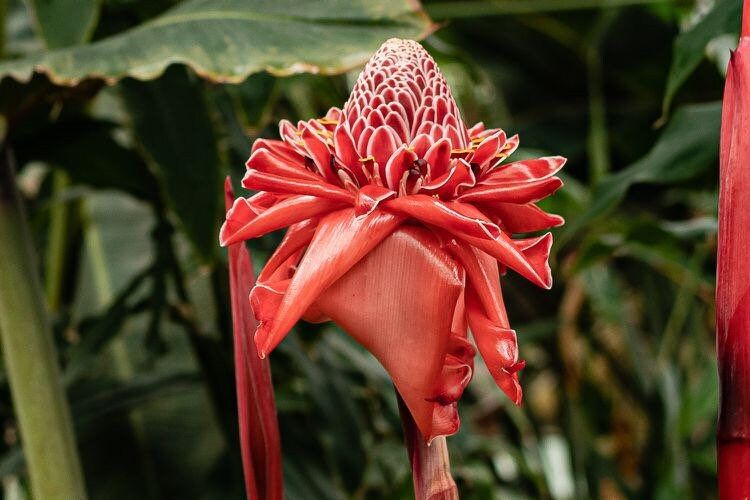 Torch Ginger Seeds ~ Etlingera Elatior ~ Plants ~ Garden ~ Grow Your Own ~ Spring Flowers ~ Instead of Flowers ~ Flowers