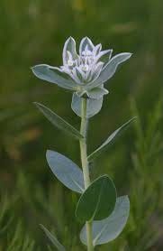 Euphorbia Marginata Seeds ~ Kilimanjaro ~ Rare Plants ~ Snow On The Mountain  ~ Spring Flowers ~ Instead of Flowers ~ Presents