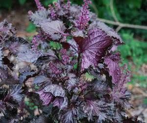 Purple Shiso Seeds ~ Perilla Frutescens ~ Japanese Basil ~ Zi Su ~ Garnish ~ Purple Basil ~ Red Mint