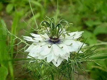 Nigella Miss Jekyll White Seeds ~ Love-in-the-Mist ~ Spring Flowers ~ Spring Time ~ Bouquets ~ Fresh Flowers