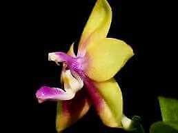 Phalaenopsis K S Happy Eagle Orchid Seeds ~ Bird Lovers ~ Usual Flowers ~ Exotic