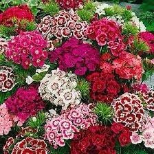 Dwarf Wee Willie Seeds ~ Sweet William ~ Dianthus Barbatus ~ Mixed Colored Flower Seeds