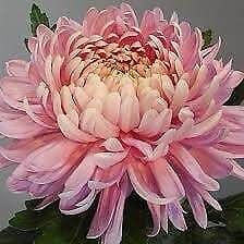 Japanese Pink Chrysanthemum Seeds ~ Cool Flowers ~ Rare ~ Heirloom ~ Beautiful