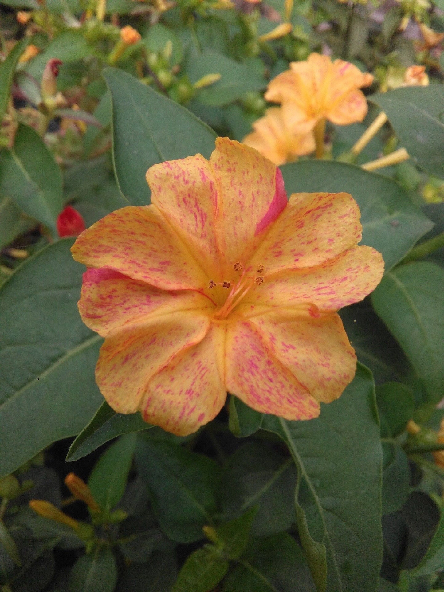 Mixed Marvel of Peru Seeds ~ Mirabilis Jalapa ~ 4 O’Clock Flower ~ Flowers ~ Trumpet ~ Fragrance ~ Vanilla