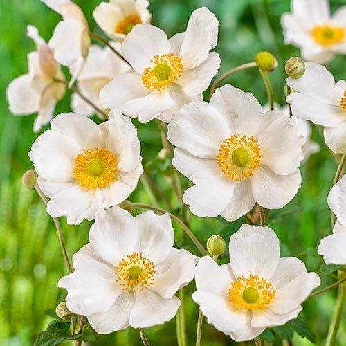 White Japanese Anemone Seeds ~ Anemone Hupehensis ~ Thimbleflower ~ Wildflowers ~ Heirloom ~ Bouquet ~ Fresh Cut Flowers ~ Wedding