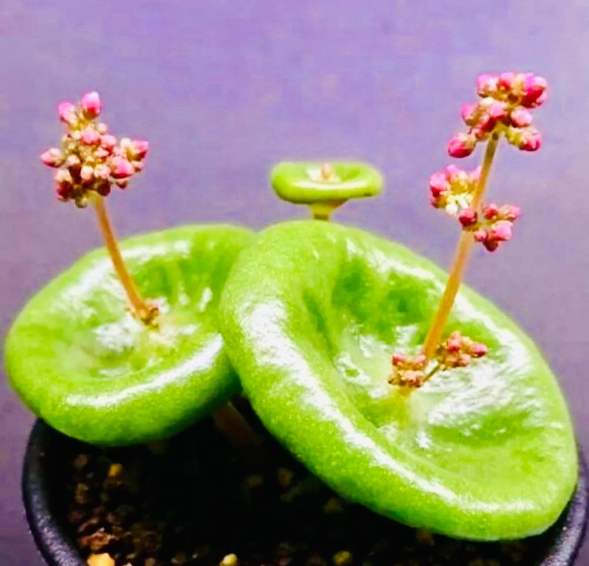 crassula plant seeds Rare Crassula Umbella Semillas Seeds ~ 'Wine Cup' ~ Flowers ~ Succulents ~ Plants ~ Garden ~ Grow Your Own ~ Easy Care