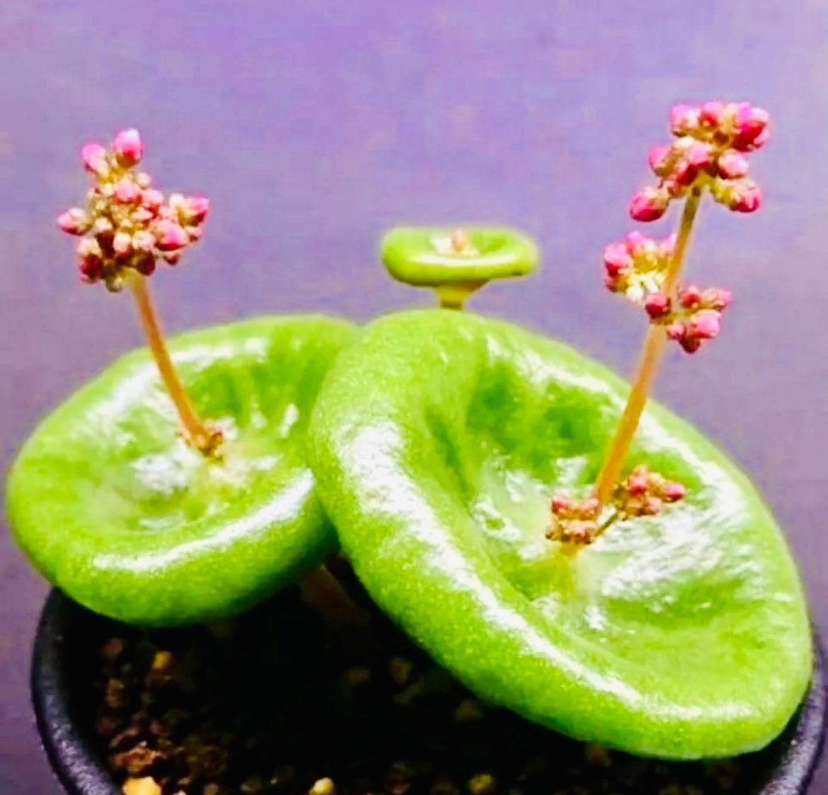 Rare Crassula Umbella Semillas Seeds ~ 'Wine Cup' ~ Flowers ~ Succulents ~ Plants ~ Garden ~ Grow Your Own ~ Easy Care