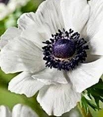 Japanese Anemone Seeds ~ Anemone Hupehensis ~ Marianne Panda ~ Wildflowers ~ Heirloom ~ Bouquet ~ Fresh Cut Flowers ~ Wedding ~ Floral