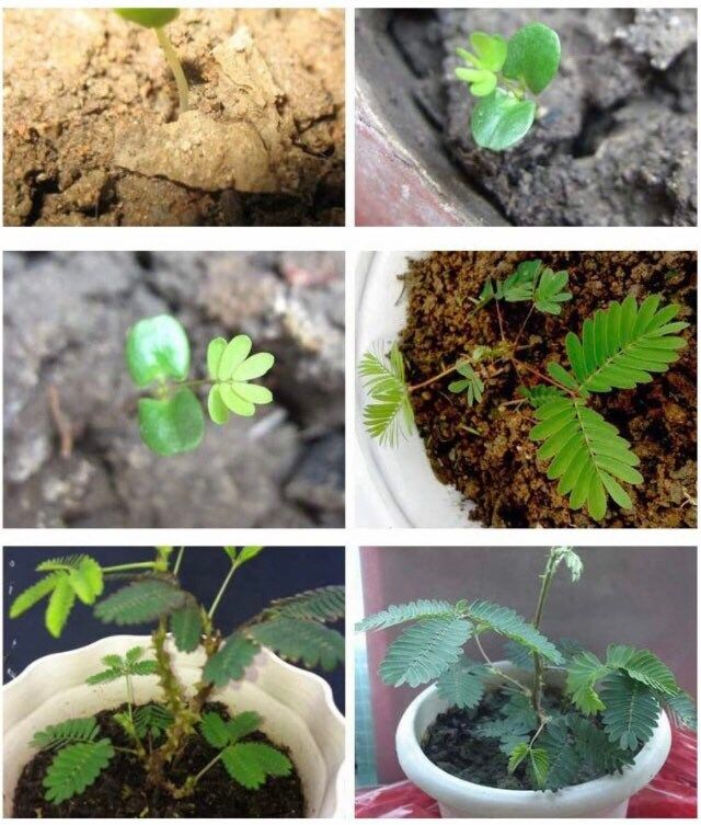 Sensitive Plant Seeds~RARE Mimosa Pudica Plant~Touch-Me-Not~Sleepy Plant~Sensitive Plant~Shame Plant~Action Plant~Zombie Plant~Shy Lady