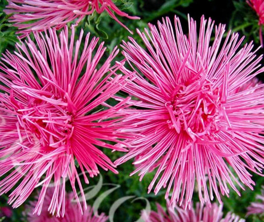 Rose Needle Aster Seeds ~ Spider Aster ~ Spring Time ~ Garden ~ Pretty Flowers ~ Bouquet ~ Wedding Flowers ~ Flowers ~ Asters