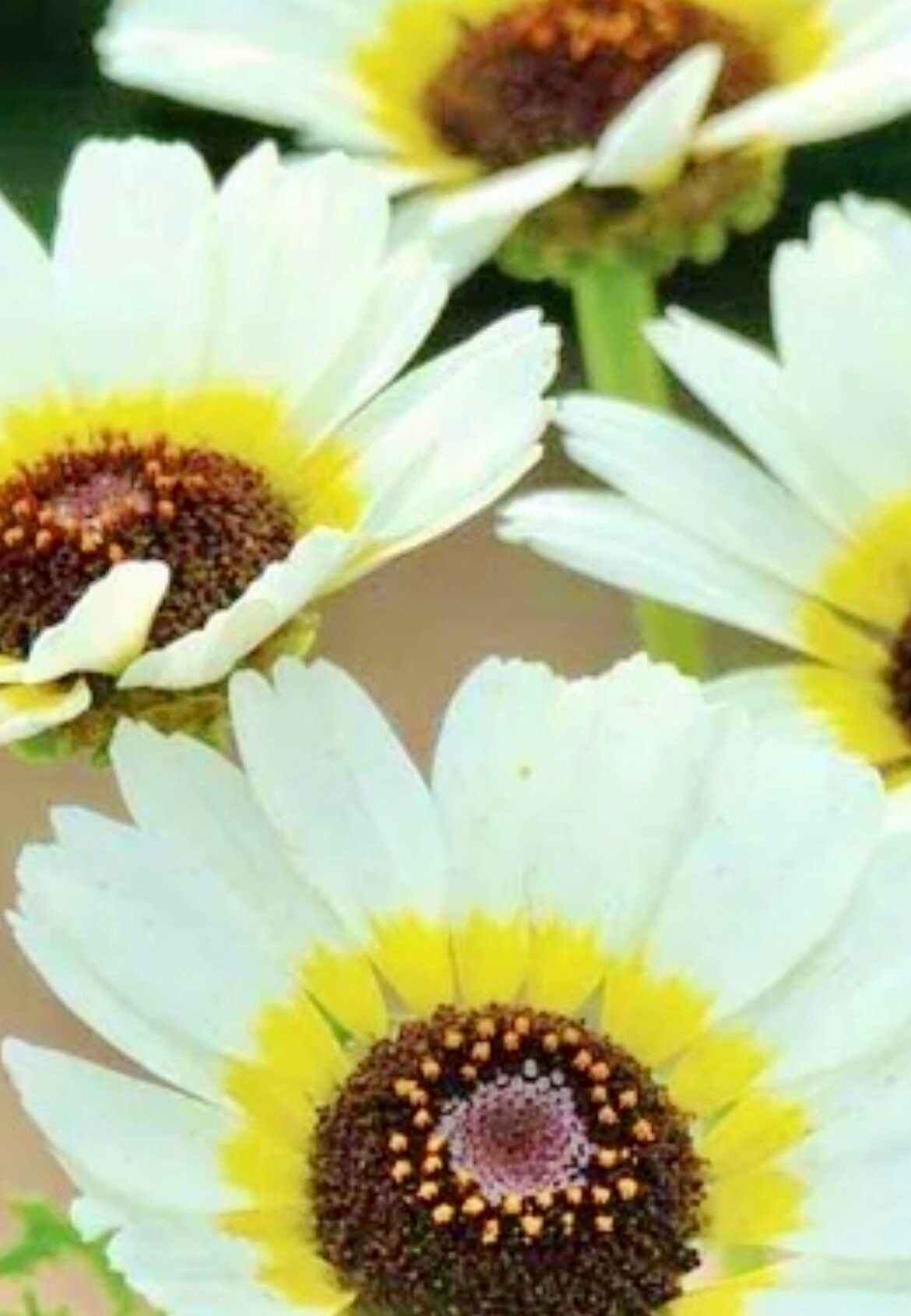 Painted Polar Star Daisy Seeds ~ Daisy ~ Cool Flowers ~ Grow Your Own ~ Rare