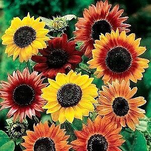 Evening Sun Sunflower Seeds ~ Pretty Flowers ~ Garden ~ Fall ~ Heirloom Seeds ~