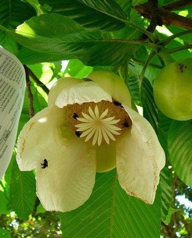 Rare Elephant Apple Tree Seeds ~ Ou Tenga ~ Dillenia Indica ~ Tropical ~ Plants ~ Garden ~ Grow Your Own ~ Spring Flowers