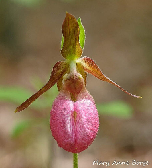 Pink Lady’s Slipper Orchid Seeds ~ Moccasin Flower ~