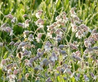 Wild Maidenstears Seeds ~ Bladder Campion ~ Silene Vulgaris ~ Silene Inflata ~ Unique ~ Pretty