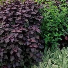 Purple Shiso Seeds ~ Perilla Frutescens ~ Japanese Basil ~ Zi Su ~ Garnish ~ Purple Basil ~ Red Mint