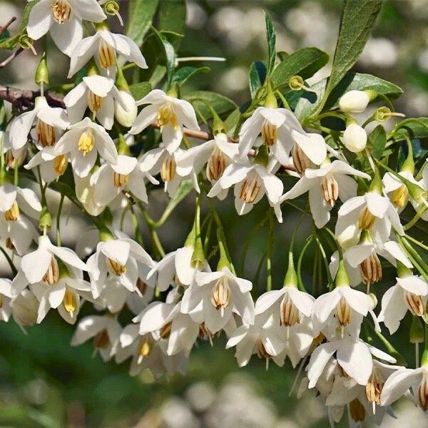 White Japanese Snowbell Seeds ~ Styrax Japonicus ~ Grow Your Own ~ Spring ~ Houseplants ~ Bonsai ~ Beautiful Flowers