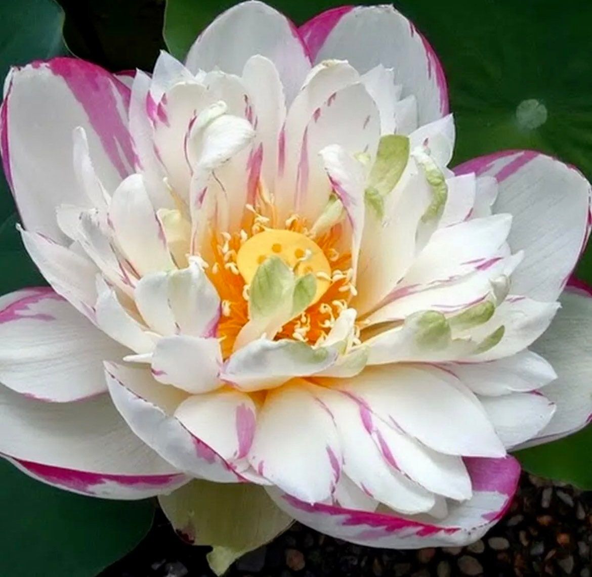 Heirloom Colorful Lotus Seeds ~Rare~Water Plants~ Bonsai Hydroponic Garden~Grow UR Own~Stocking Stuffers~Nelumbo Spp.