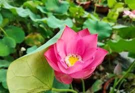 Tiny Red Gulang Lotus Seeds ~ Micro Lotus ~ Teacup Lotus ~ Hydroponic Garden ~ Water Plants ~ Flower Changes Color