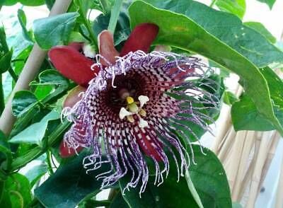 Variety of Passiflora Seeds ~ Passionflower ~ Maypop ~ Passion Fruit Flower ~