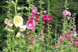 Summer Carnival Hollyhock Seeds ~ Flower ~ Seeds ~ Gifts ~ Grow Your Own ~ Spring Flowers ~ Instead of Flowers