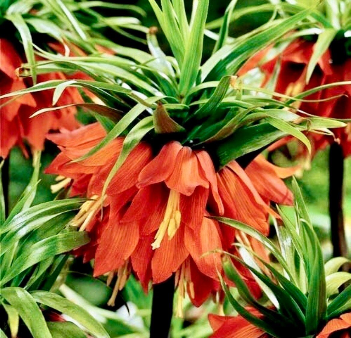 Red Crown Imperialis Seeds ~ Fritillaria Rubra ~ Exotic ~ Unique ~ Fun ~ Bees ~ Butterflies ~ Beautiful Flowers ~ Dr Seus