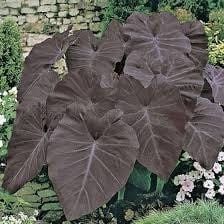 Colocasia Black Magic Seeds ~ Black Elephant Ear Plant ~ Taro ~ Araceae ~ Houseplants ~ Green House ~ Gardening ~ Spring ~ Cool Plants