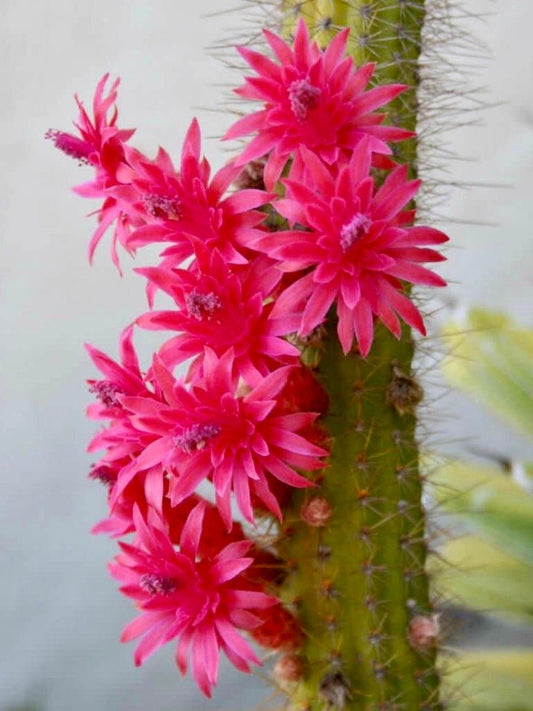 Cleistocactus Samaipatanus Seeds ~ Succulent ~ Cacti ~ Cárdenas ~ Cool Flowers ~ Rare ~ Easy Care