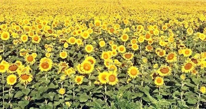 Perveredovik Sunflower Seeds ~ Fall ~ Heirloom Seeds ~ Autumn