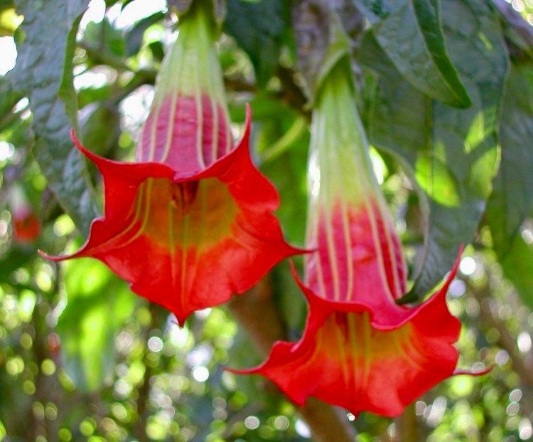 Scarlet Angel’s Trumpet Vine Seeds ~ Brugmansia Sanguinea ~ Trumpet Creeper ~ Fresh Seeds ~ Blooms ~ Flowers ~ Instead of Flowers ~ Red