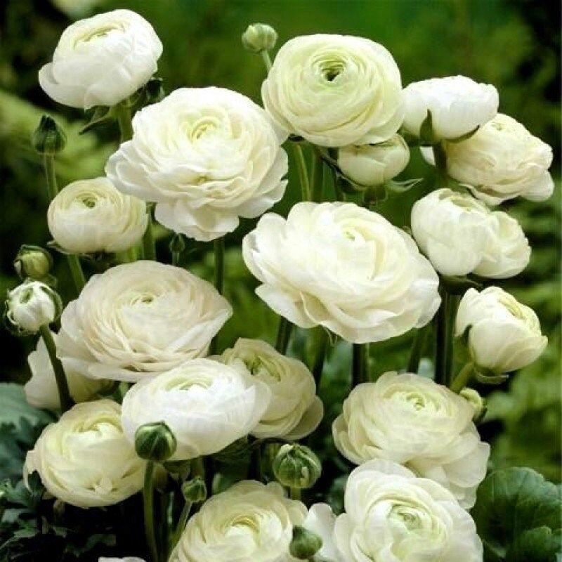 White Double Ranunculus Seeds ~ Wedding Bouquet ~ Flowers ~ Heirloom ~ Fragrance ~ Spring ~ Bouquets for Weddings