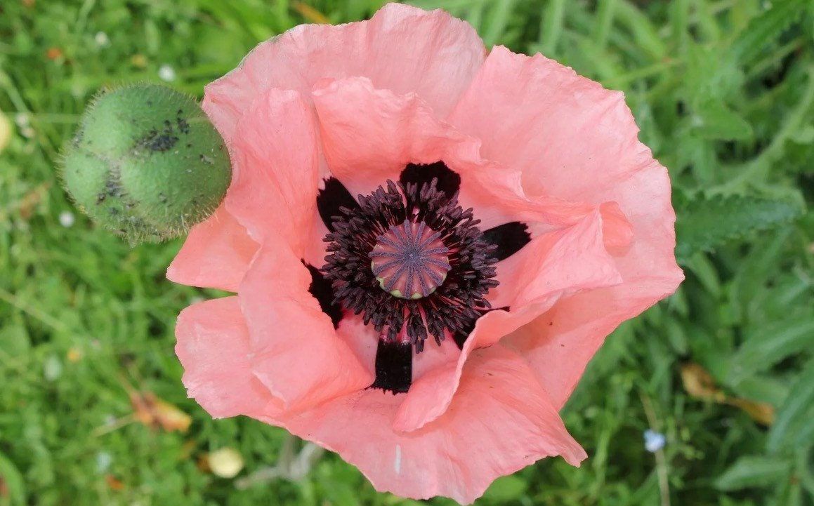 Pink Poppy Seeds ~ Cool Flowers ~ Rare ~ Heirloom