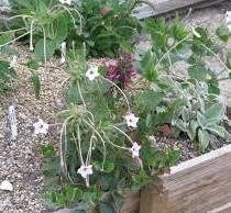 Mirabilis Longiflora ‘Fairy Trumpets’ Seeds ~ Sweet Four-o’clock ~ Fragrance ~ Fragrant Flowers